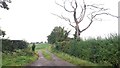 Track and Dead Tree North of Hollinwood