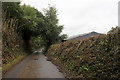 Recent Hedge Trimming on Combpyne Lane