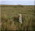 Boundary Stone on Craddock Moor