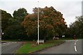 Autumn colours on a maple tree in Worlably 