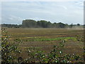 Stubble field near Hall Farm