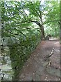 Boundary wall in Hay Wood