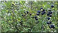 Not sloes: bullace near Middlesykes Lane in Grimoldby