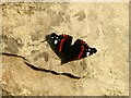 Red admiral butterfly basking