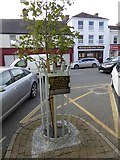 N9690 : Commemorative tree in Market Street, Ardee by Oliver Dixon