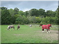 Horses in a field off the St Swithun?s Way