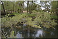 Fallen tree, River Little Ouse