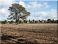 Ploughed field with lone tree