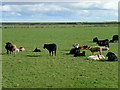 C5322 : Cattle in a Field near Derry Airport by David Dixon