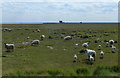 TA3319 : Sheep on the Welwick Saltmarsh by Mat Fascione