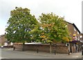 Autumn colour on Coppice Road