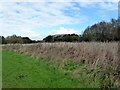 TQ6103 : Reeds at Shinewater Park by PAUL FARMER