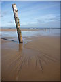 NT6480 : Coastal East Lothian : Taken Root by Richard West