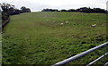 SO3316 : Sheep pasture, Skirrid Farm, Llanddewi Skirrid by Jaggery