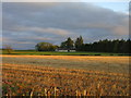 Harvested field