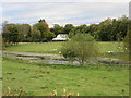 Lochan and Sheep