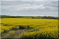 Oilseed rape