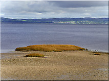 C5922 : Lough Foyle near Tullyverry by David Dixon