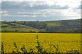 Oilseed rape