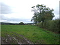 Grazing and hedgerow near Wanfield Hall