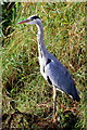 The Grey Heron (Ardea cinerea)