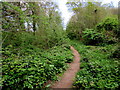 Woodland path, Lydney