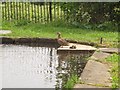 Duck with two ducklings