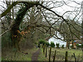 Footpath behind hedge, Totteridge Common