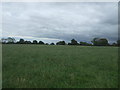 Grassland near Hanging Wicket Farm