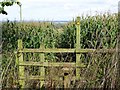 Footpath through the corn on Hanbury Hill