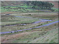 Little Yarrow at Muchra