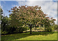 A tree at Eddy Road, Newstead