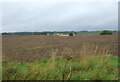 Field near Loanknowe