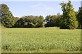 Crops, Audley Park