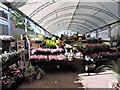 Plant display at Blackbrooks Garden Centre