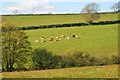 Cattle grazing