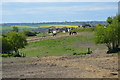 Horses grazing