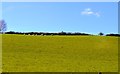 Sheep grazing above the A38