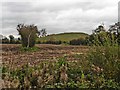 Barrow Hill, Panborough