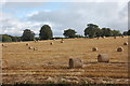 Harvested field