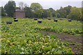 Beet field, Yorton