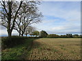 Stubble field at Great Kelk