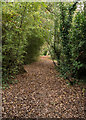 Woodland path, Alexandra Park