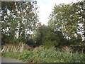 Trees by Ely Road, Denny End