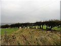 Sheep having a rest