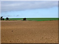 Ploughed field west of Mongeham Road