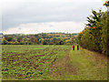 Walkers descending along field headland