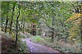 Track in Birnam Woods