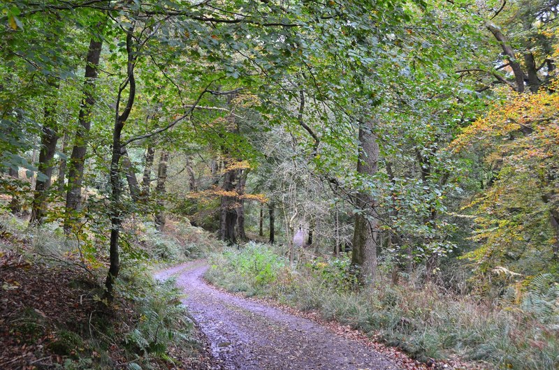 Track in Birnam Woods © Jim Barton :: Geograph Britain and Ireland