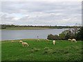 SK9007 : Sheep by Rutland Water by John Sutton